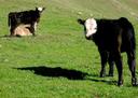 Cattle.